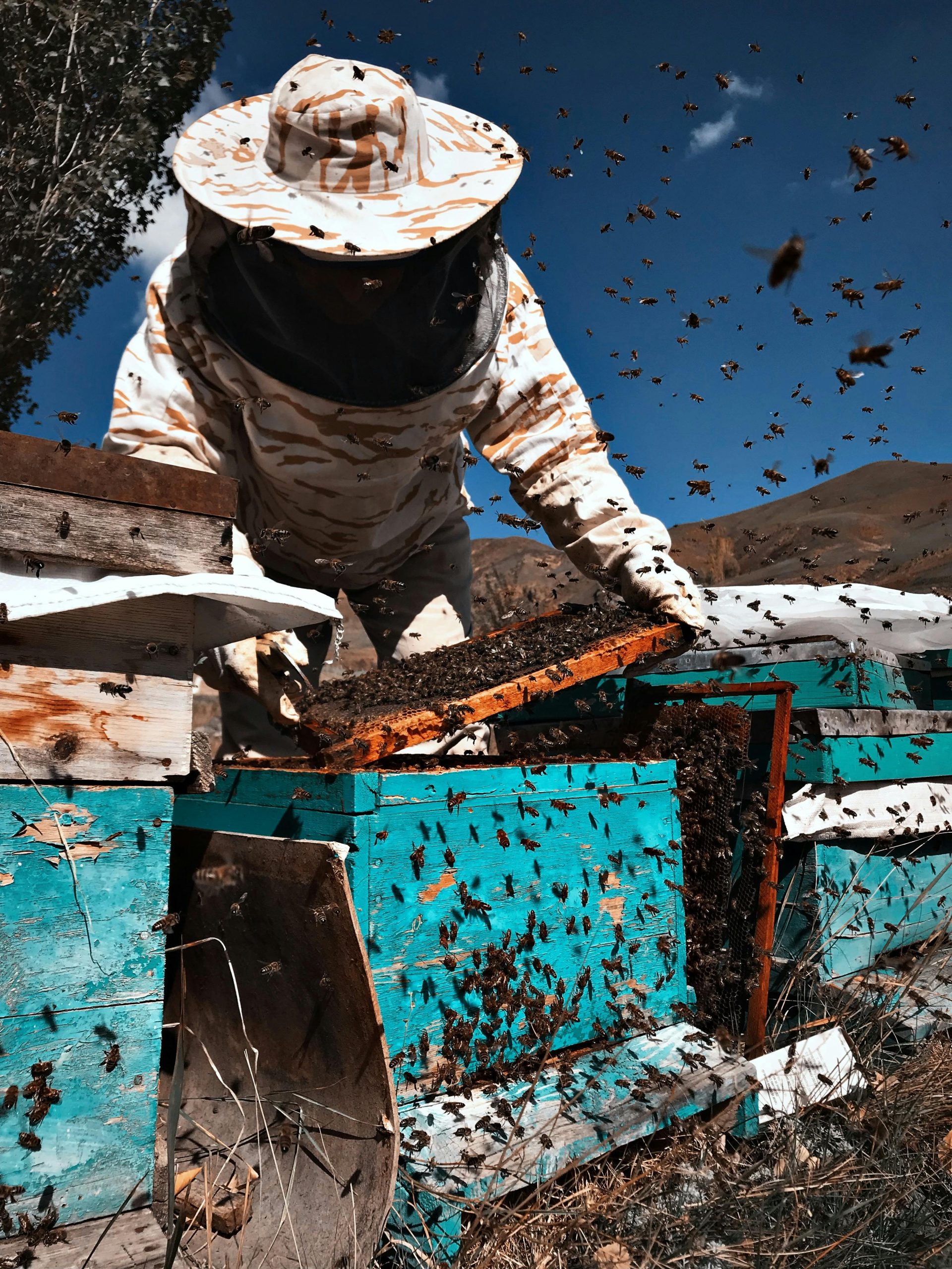 Beekeeper inspecting hive frame surrounded by flying bees and rustic blue hive boxes in outdoor apiary